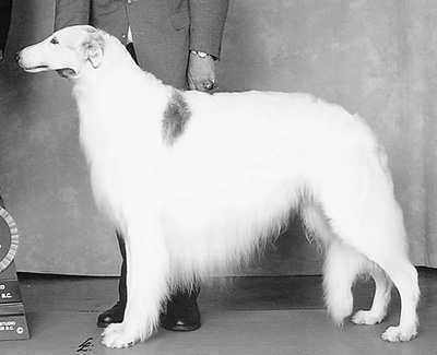 Top Best of Opposite Sex Borzoi Breed 2001